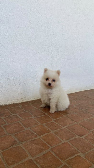Spitz alemão ( Lulu)