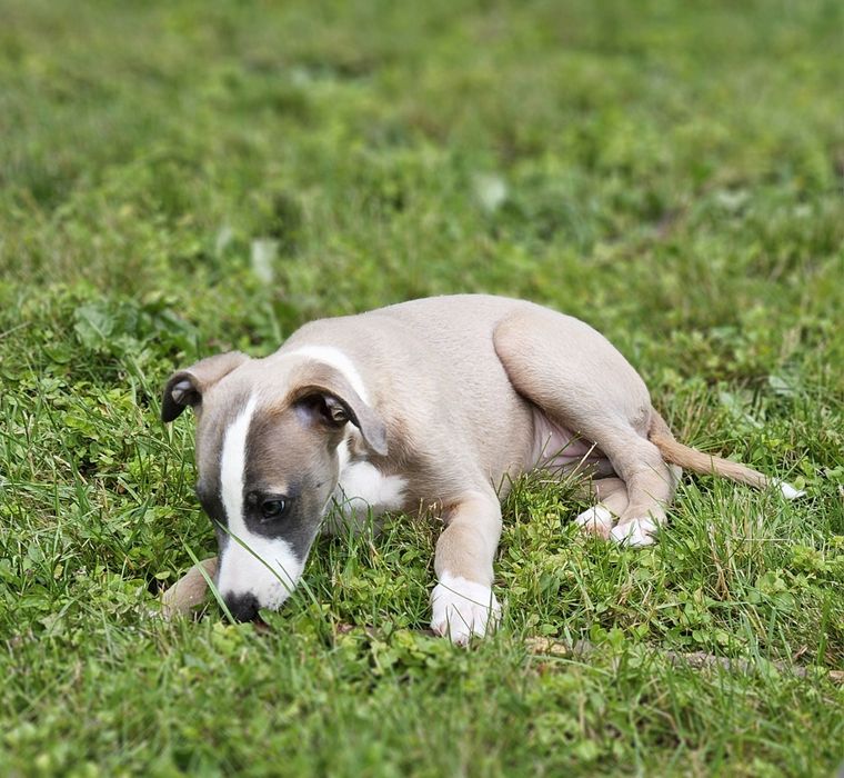Chart angielski whippet suczka
