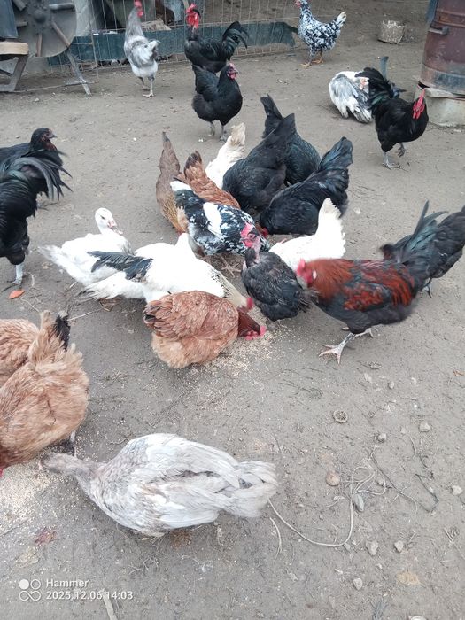 Sprzedam koguty Australorp i  mieszane