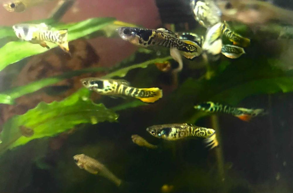 gupiki endlera rasy tiger