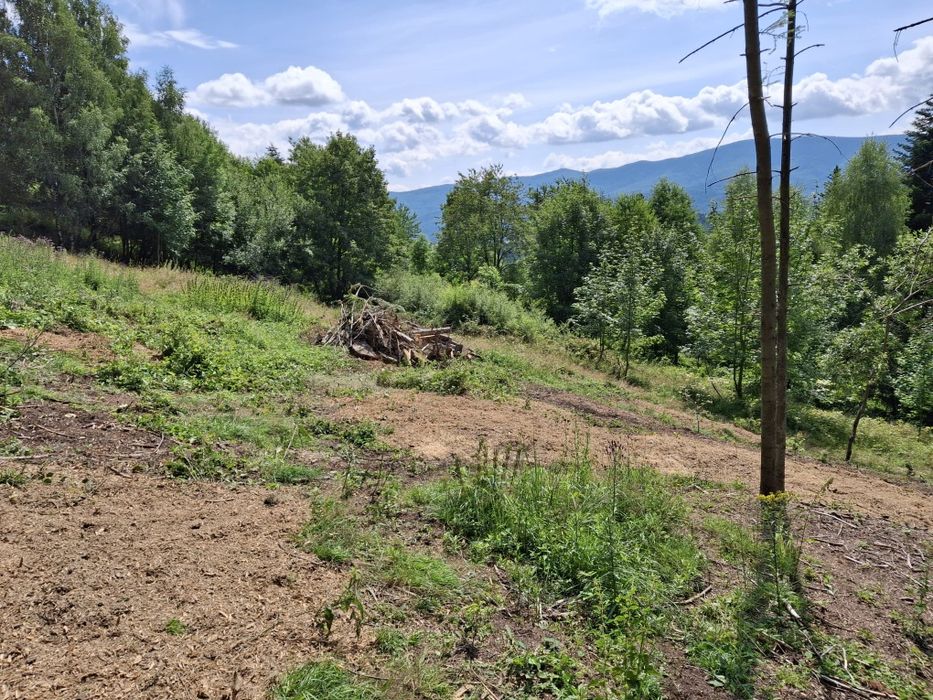 Frezowanie pni drzew