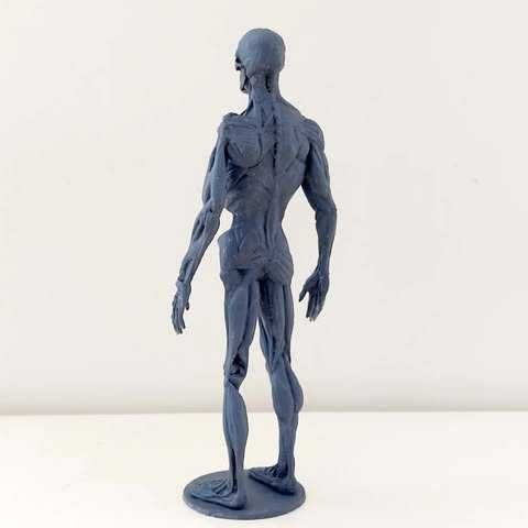 Figura imprimida de Anatomia Humana 3D Completa