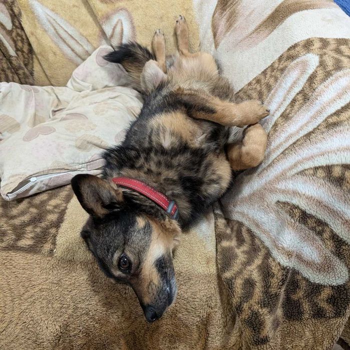 Bura - suczka po przejściach czeka na kochający dom