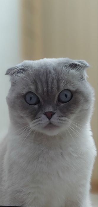 Хлопчик прямовухий