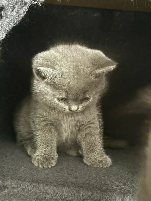 Kotek brytyjski z rodowodem