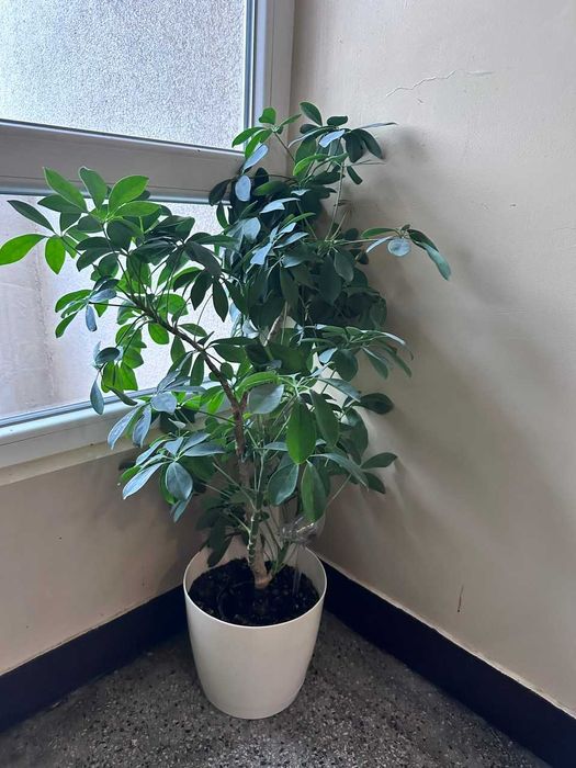 Sprzedam szeflerę drzewkowatą wraz z doniczką