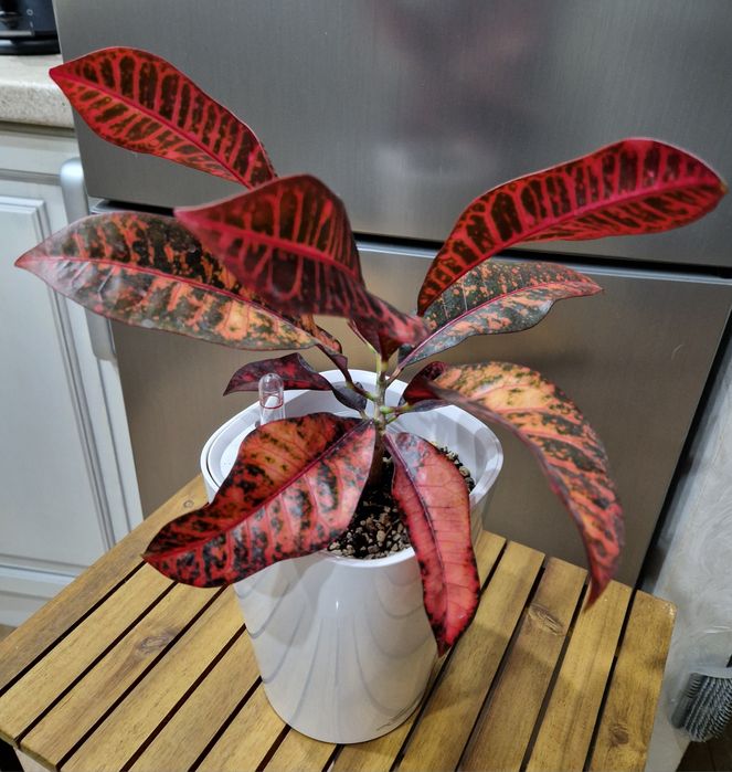 Кротон Gloriosa з домашньої колекції