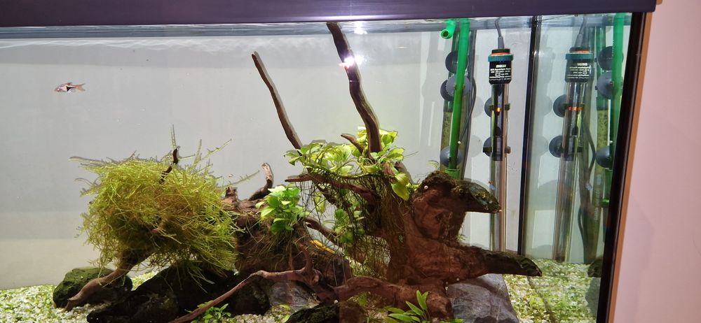 Aquário plantado 240L EHEIM água quente com todos os acessórios