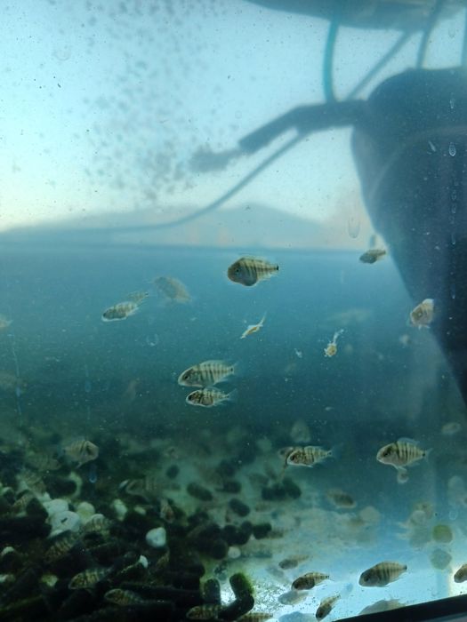 Młode pielegnice cutter