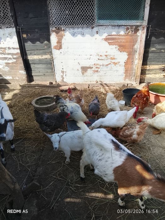 Vendo cabrita fêmea