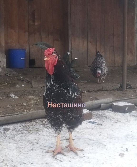 Лівенська ситцева, інкубаційне яйце, ія лівенської ситцевої