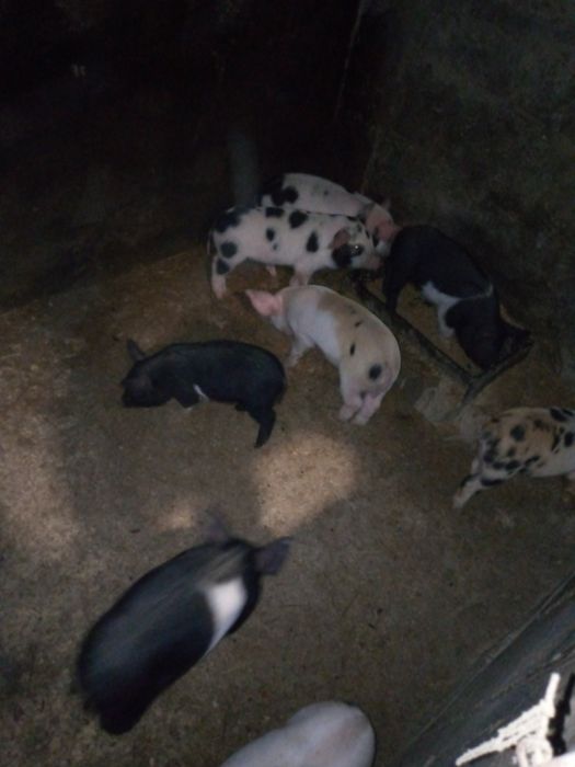 Продам  поросят місячних