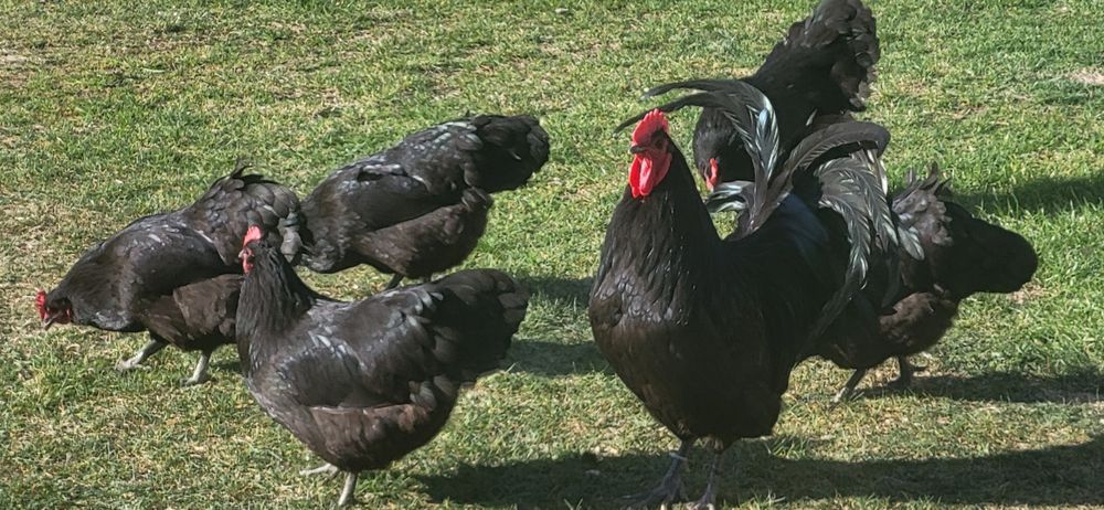 Jaja lęgowe Australorp .