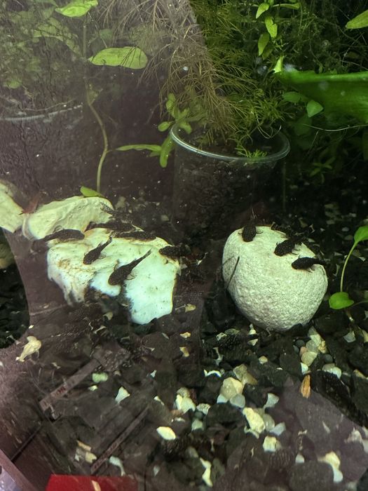 Акваріумні рибки