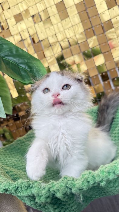 Femea scottish fold de pelo longo