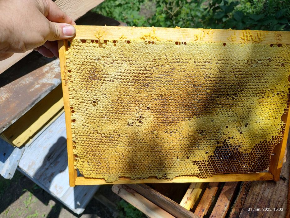 Продам свіжий мед з власної пасіки. Кількість обмежена