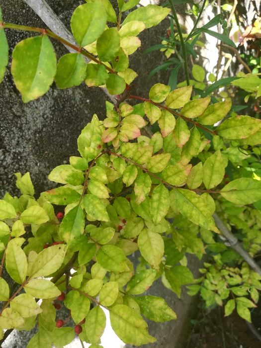 Pimenta de Sichuan - Zanthoxylum simulans