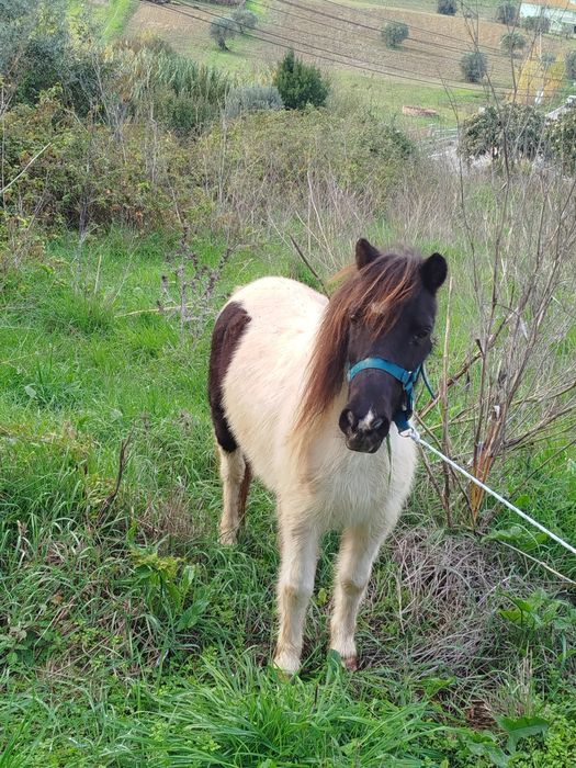 Segue para venda pônei fêmea mansinha