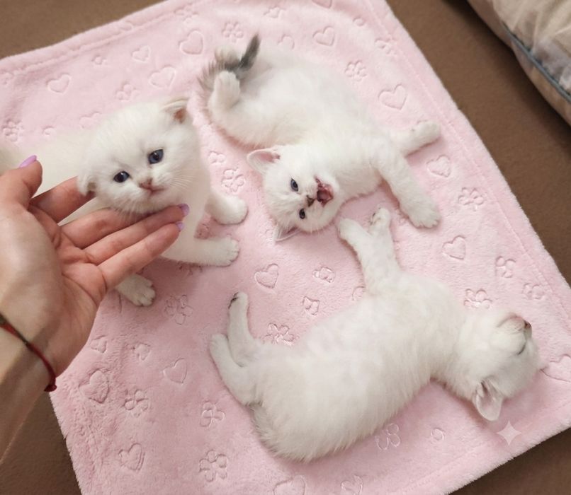 Шотланскі кошенята