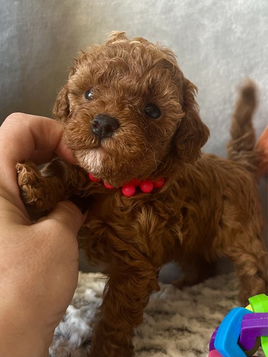 Роскошная МИНИ девочка Мальтипу Ф2