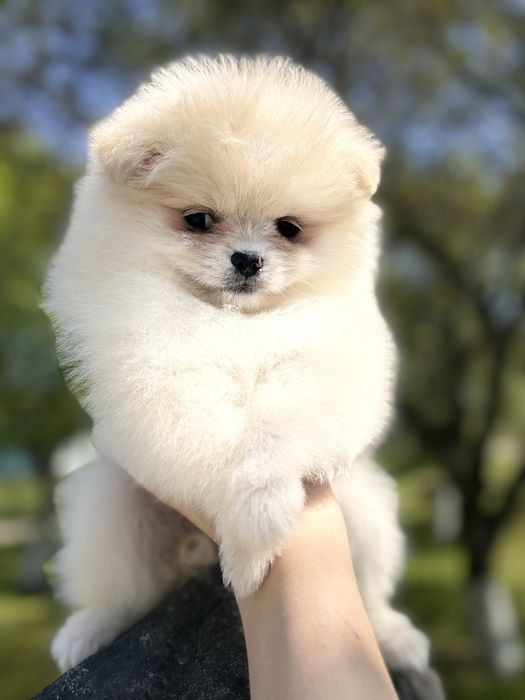 Цікава дівчинкашпіца