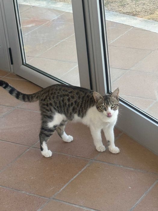 Doação de gatinho