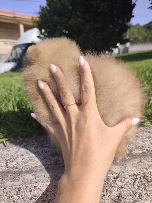 Spitz alemão anão