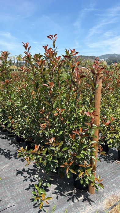 Photinia Red Robin - Vaso 10Litros 170/180cm