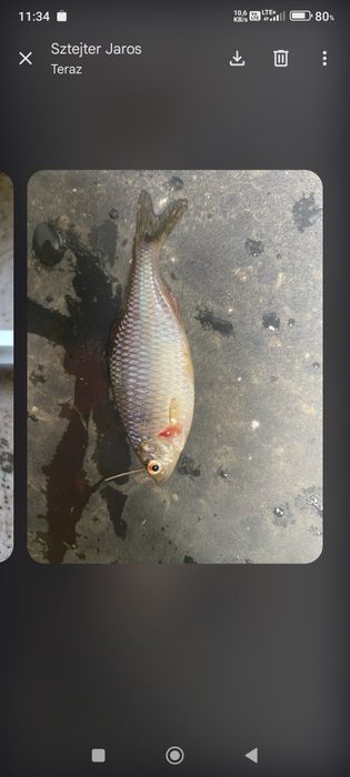 Ryba narybek różanka do oczka , stawu, akwaria