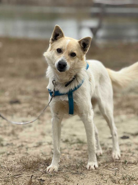 Nieśmiały na początku, wyjątkowy na zawsze – Szczypior do adopcji