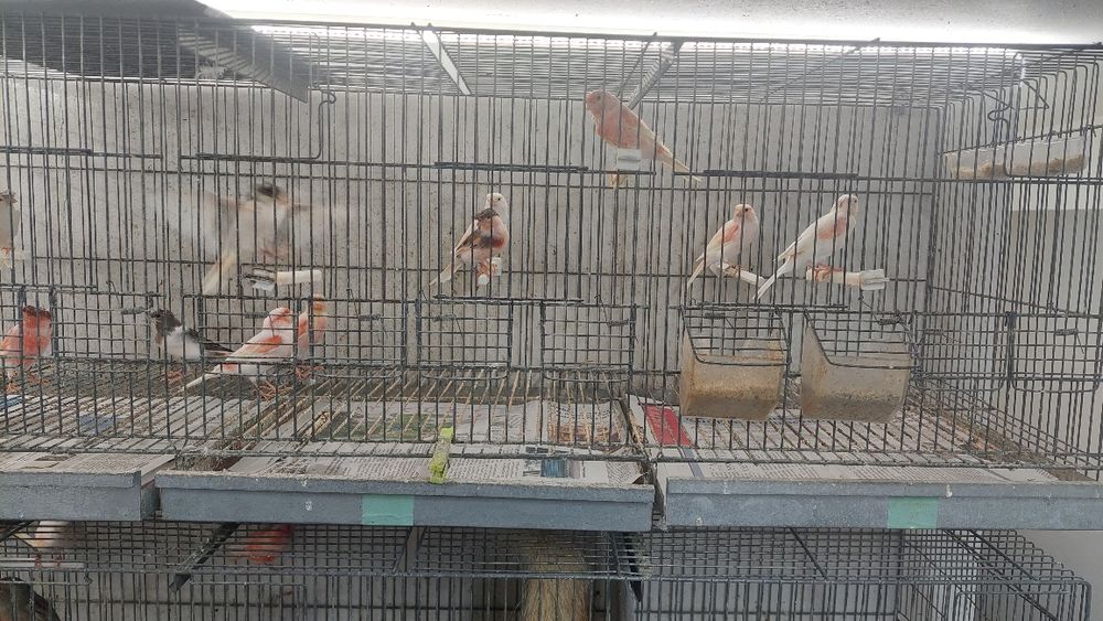 Canarios arlequim português