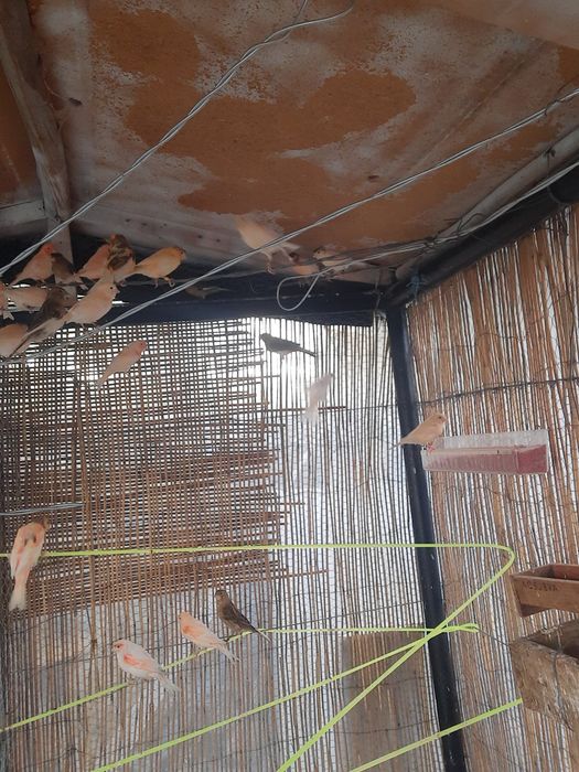 Vendo  canarios 13,5o euros cada