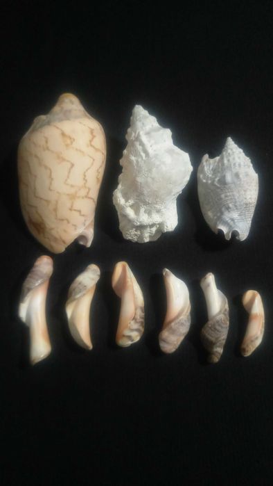 Ракушки 9шт.Аквариум,декор.