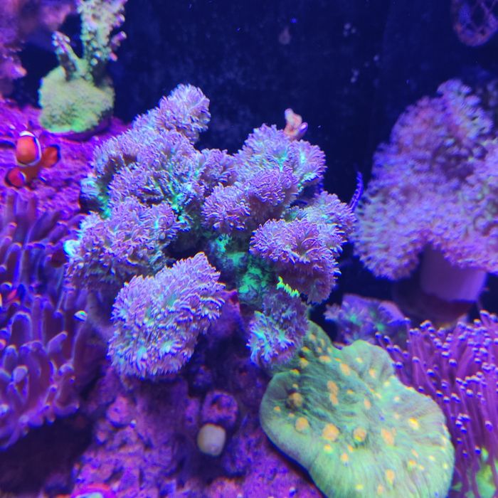 Echinophyllia chalice space invader