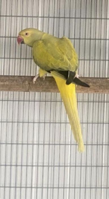 Ring Necks .Super preços