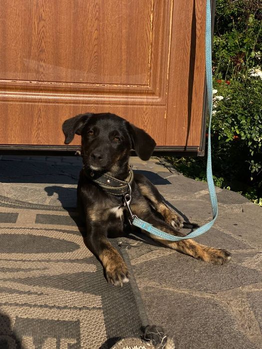 Вітдамо у добрі руки цуценят