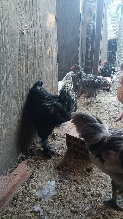 Vários Galos Do Campo