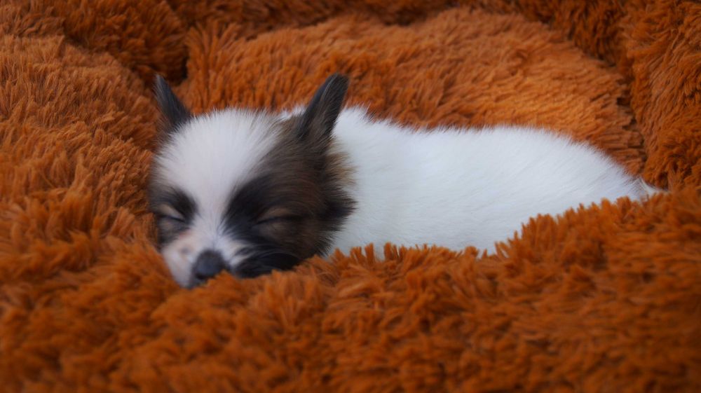 папильон мальчик