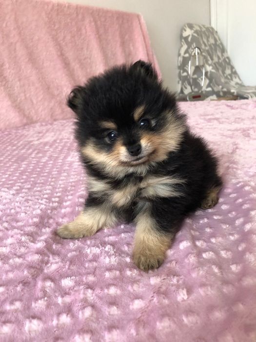 Lulu da Pomerânia Fêmea Mini