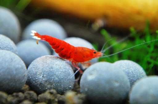 MISIEKZOO Krewetki - Krewetki Crystal Red /  Crystal Black