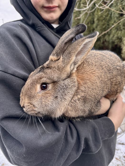 Królik srokacz duże mieszańce