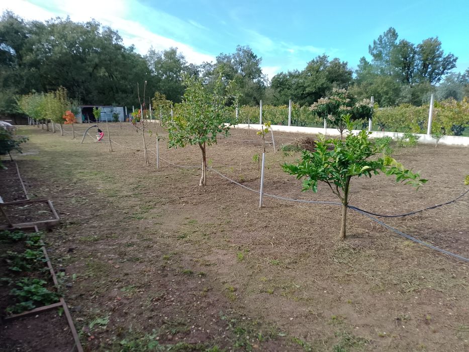 Quintinha T3 com Pomar e Furo