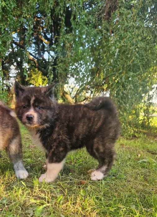 Akita Inu  Śliczna Pręgowana Suczka