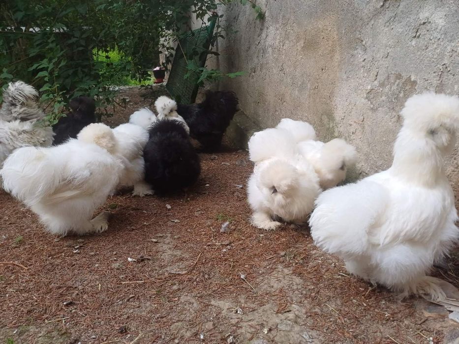 Jaja lęgowe silki/ jedwabiste