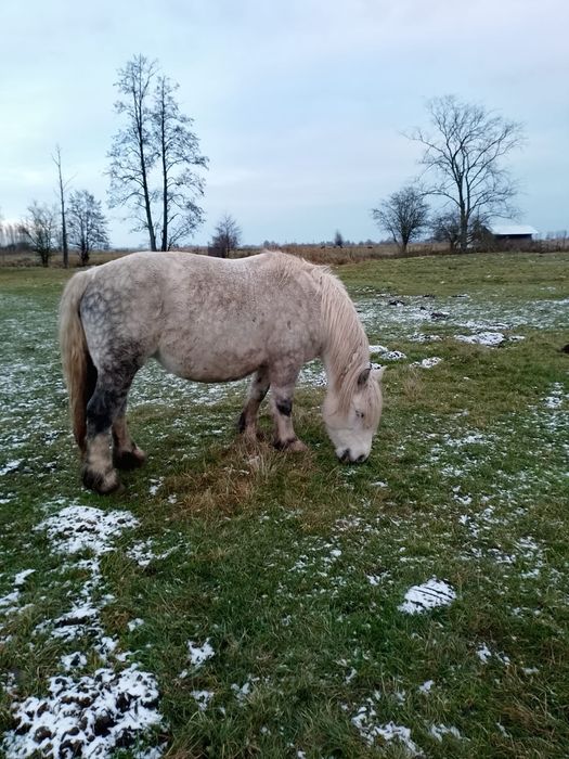 Klacz zimnokrwista, klacze, źrebne