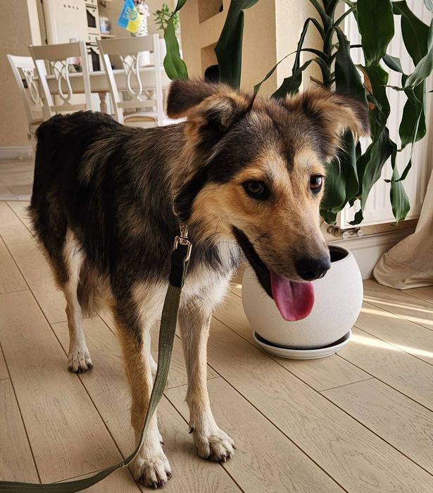 Отдам даром в добрые руки собаку метис овчарки