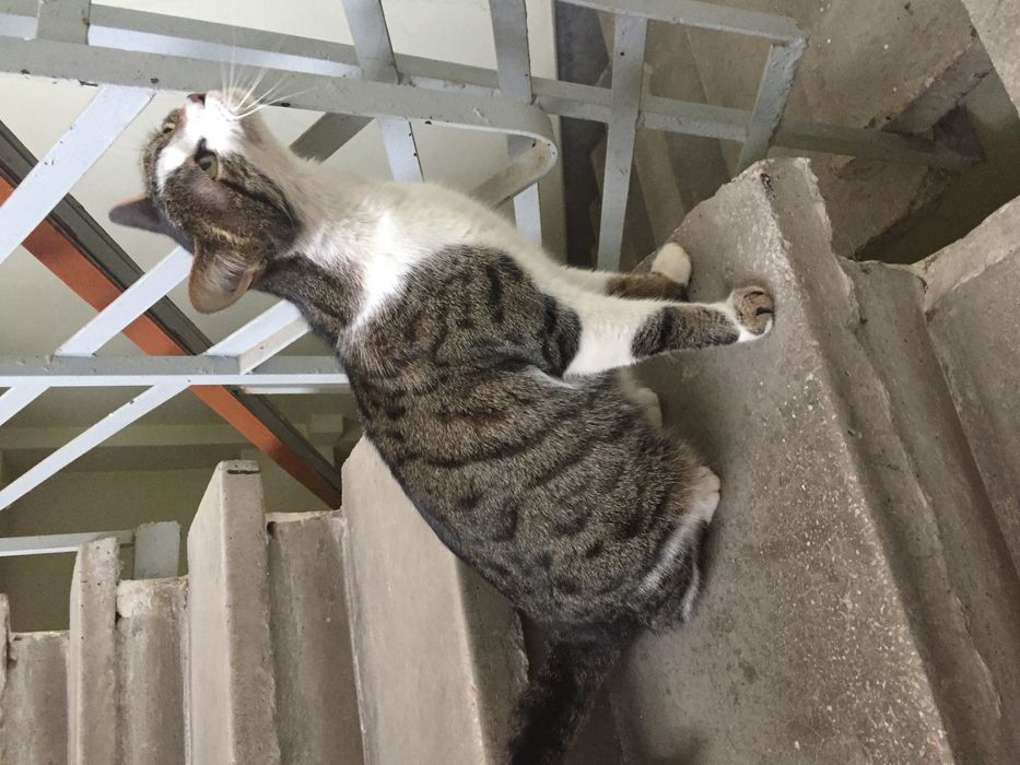 Кошка СРОЧНО ищет дом