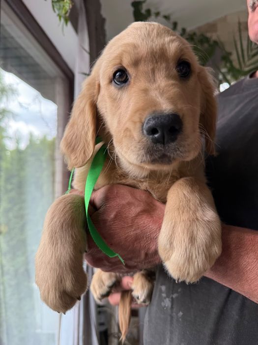 Golden Retriever -Sunia
