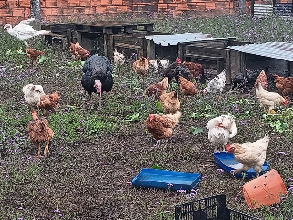 Galos vivos para venda