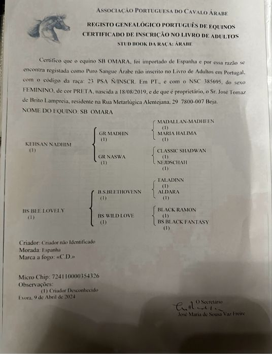 Egua PSA preta com optima linhagem
